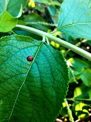 Coelophora inaequalis