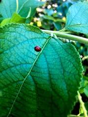 Coelophora inaequalis