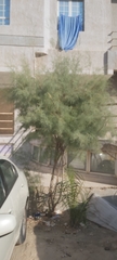 Tamarix aucheriana