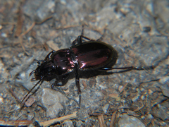 Pterostichus burmeisteri