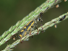 Hycleus villosus