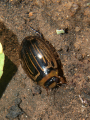 Hydaticus flavolineatus