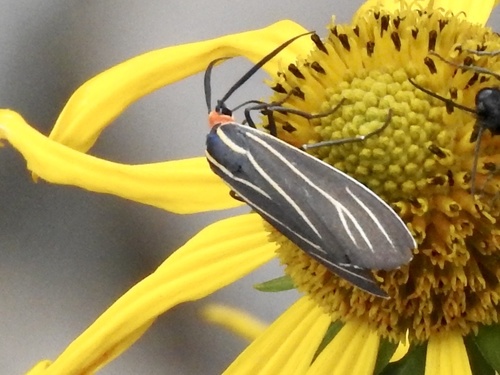 Veined Ctenucha Moth photo 5