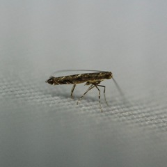 Neurobathra strigifinitella
