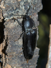 Tetralobus