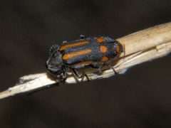 Ceroctis trifurca
