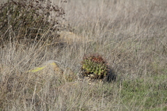 Ferocactus viridescens