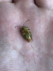 Elasmostethus interstinctus