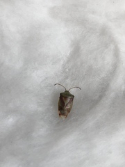 Elasmostethus interstinctus