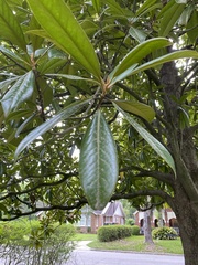 Magnolia grandiflora