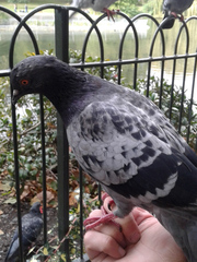 Columba livia domestica