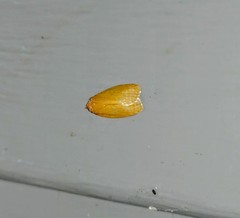 Sparganothis distincta