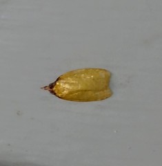 Sparganothis distincta