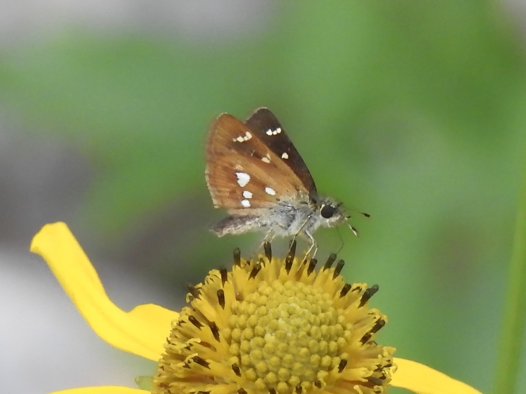Four-spotted Skipperling
