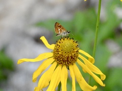 Piruna polingii