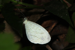 Leptosia alcesta inalcesta