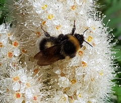Bombus sporadicus