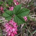Red-flowering Currant - Photo (c) Tyler Kennedy, some rights reserved (CC BY-NC), uploaded by Tyler Kennedy