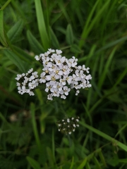 Achillea apiculata