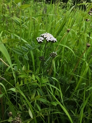 Achillea apiculata
