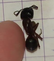 Camponotus herculeanus