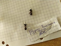 Camponotus herculeanus