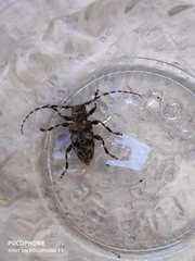 Aegomorphus clavipes