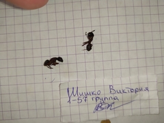 Camponotus herculeanus