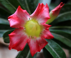 Adenium obesum