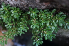 Pilea microphylla