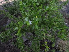 Condalia velutina