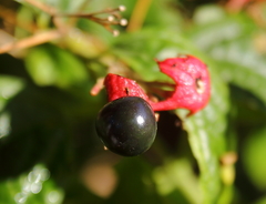 Clerodendrum calamitosum