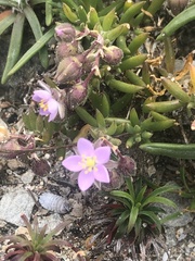 Spergularia rupicola