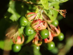 Clerodendrum calamitosum