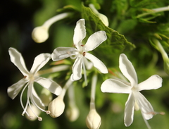 Clerodendrum calamitosum