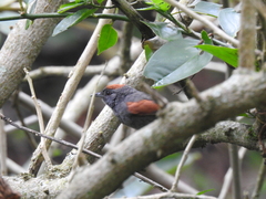 Synallaxis brachyura