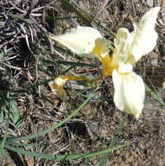 Iris fernaldii