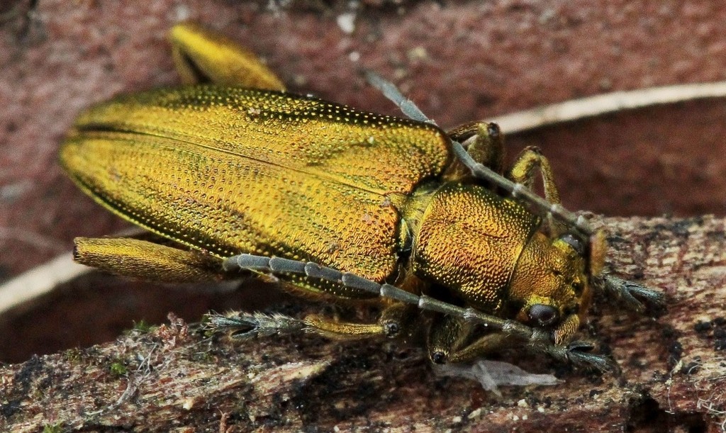 Two-tone Reed Beetle