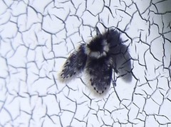 Lepiseodina conspicua