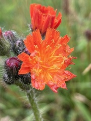 Pilosella aurantiaca