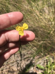 Xyris caroliniana