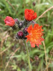 Pilosella aurantiaca