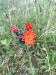 Pilosella aurantiaca
