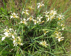 Iris fernaldii