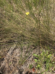 Xyris caroliniana