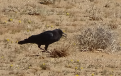 Corvus capensis capensis