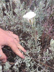 Calochortus bruneaunis