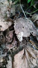 Electrophaes corylata