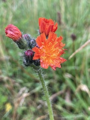 Pilosella aurantiaca