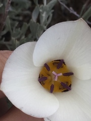 Calochortus bruneaunis